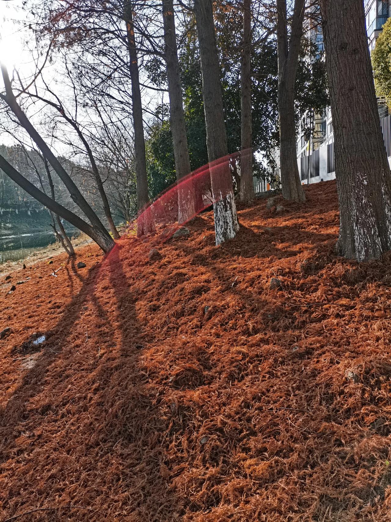 出来溜达，看到一只翠鸟，一只喜鹊和一只白色的大鸟。

闻到了腊梅花香，拍到了丁达