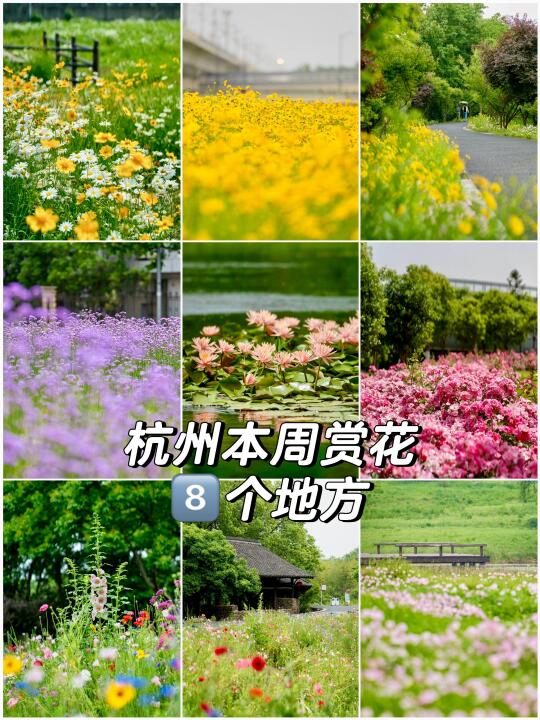杭州本周“莫奈花园”🌼🌸🪻附攻略❗️❗️