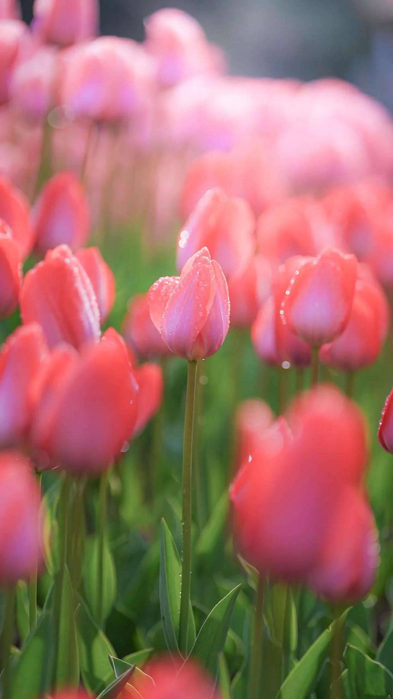 我们带出的北大、清华学子已有两位数了。不过，自夸厉害可不算数，实际上，很多家长千