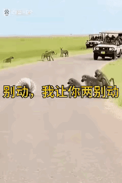刺猬：什么，你也想和我一样，呐，给你。