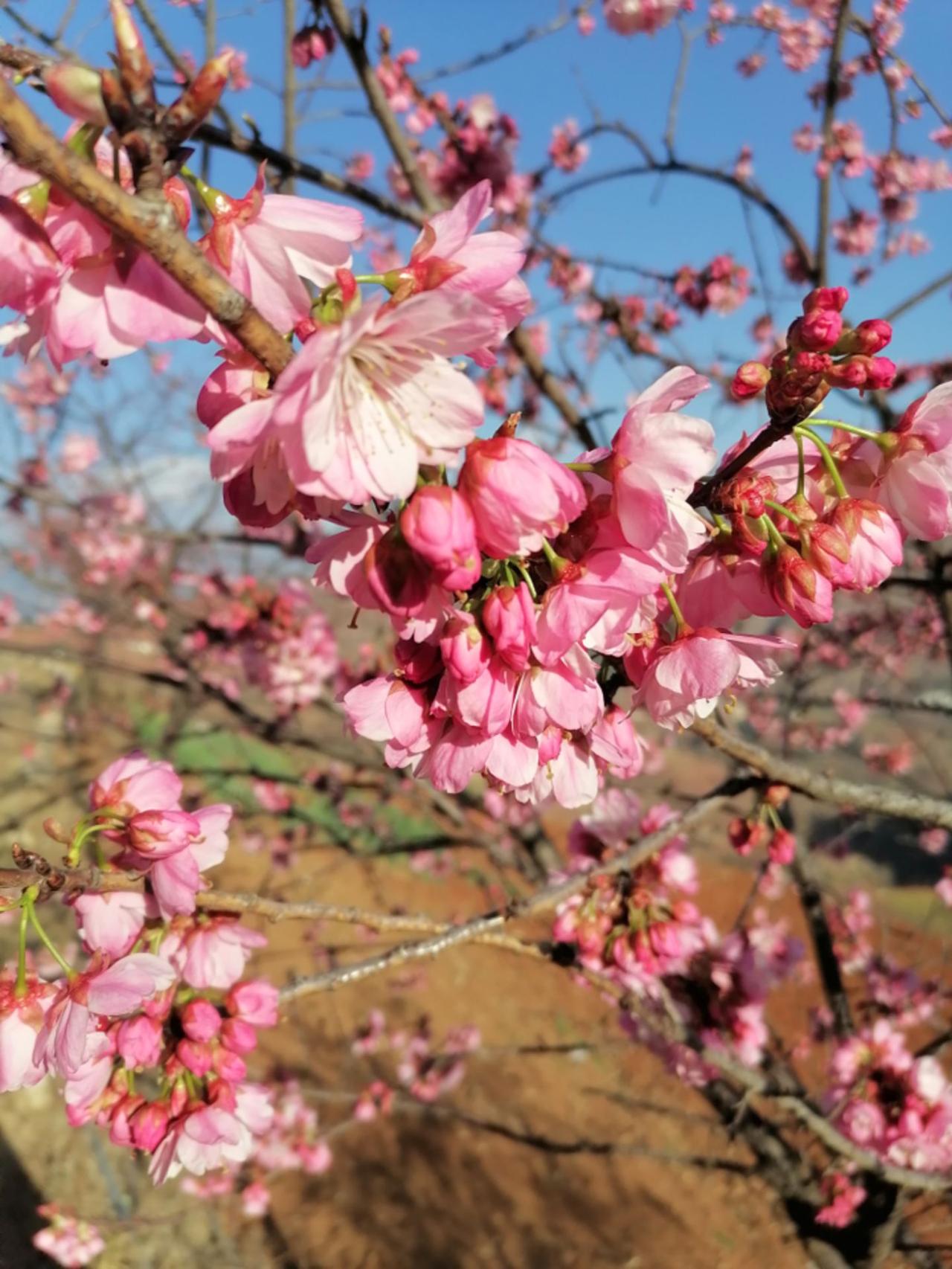春天来了#总有一朵花属于你的春天 ，