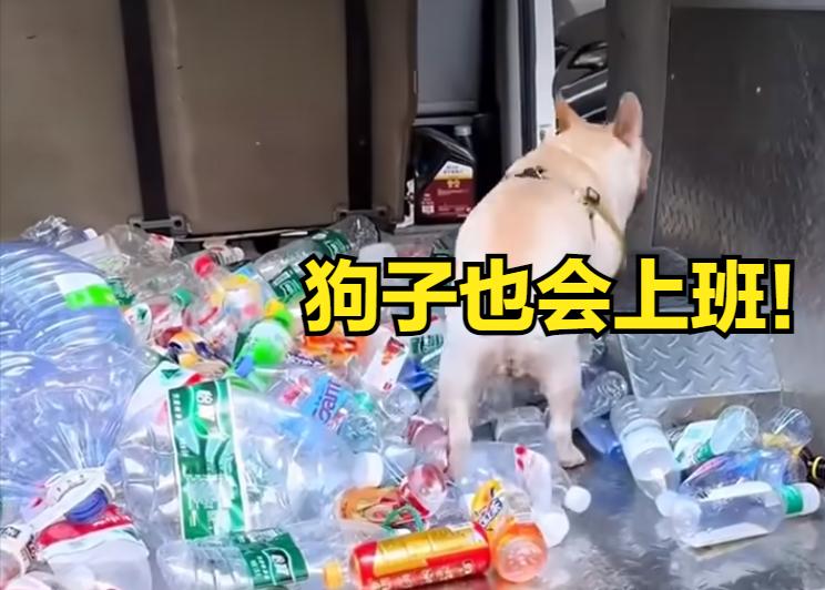 月入3000的小狗，全靠双爪赚钱！

    广东广州的街头，一只小小的身影叼着