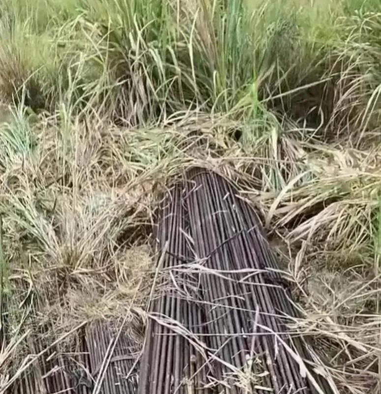 在野外发现的，是不是要暴富了？ 