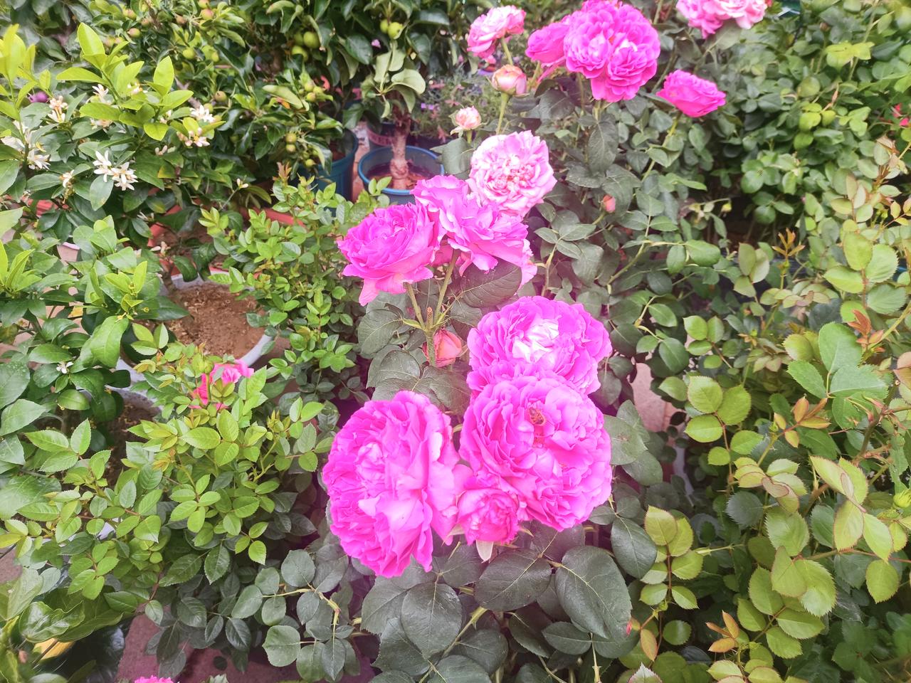 晒一晒随手一拍的花朵