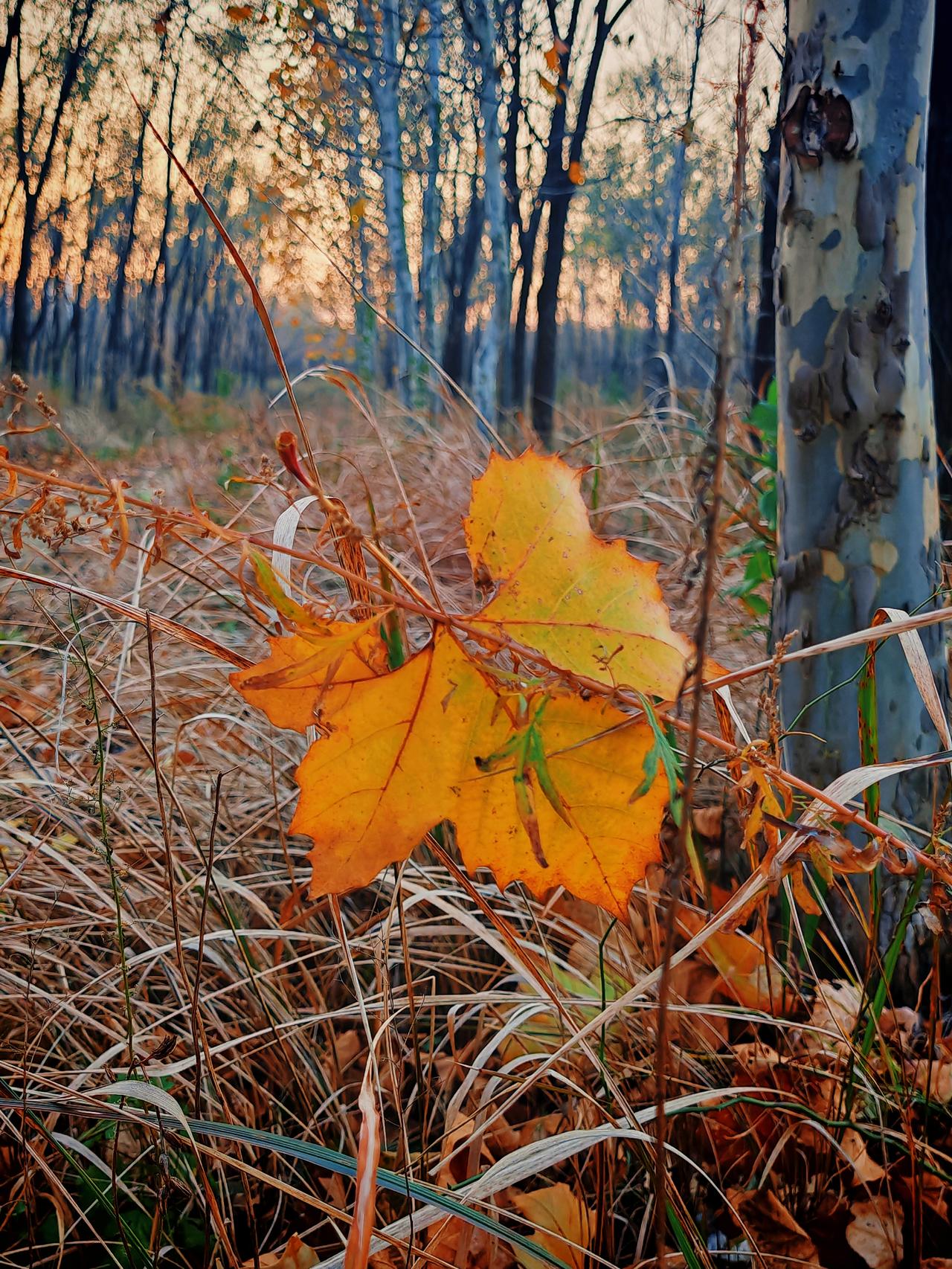 落霞涑水一抹红，夜深乍冷虫无声。
​开窗不见天边月，杯酒流光误作星。
​十六离家