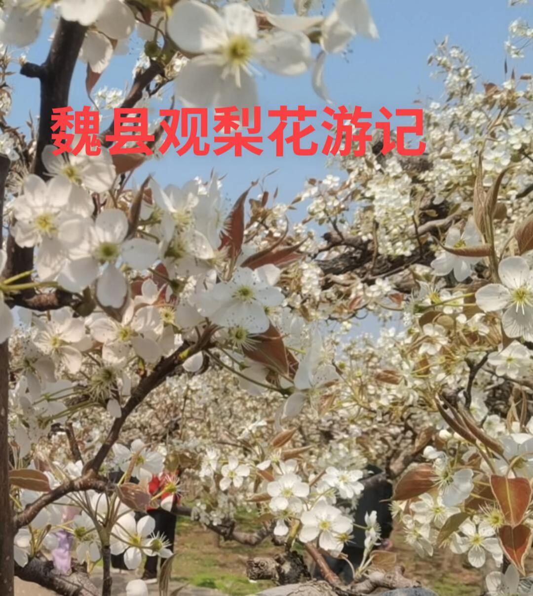 在春暖花开的季节