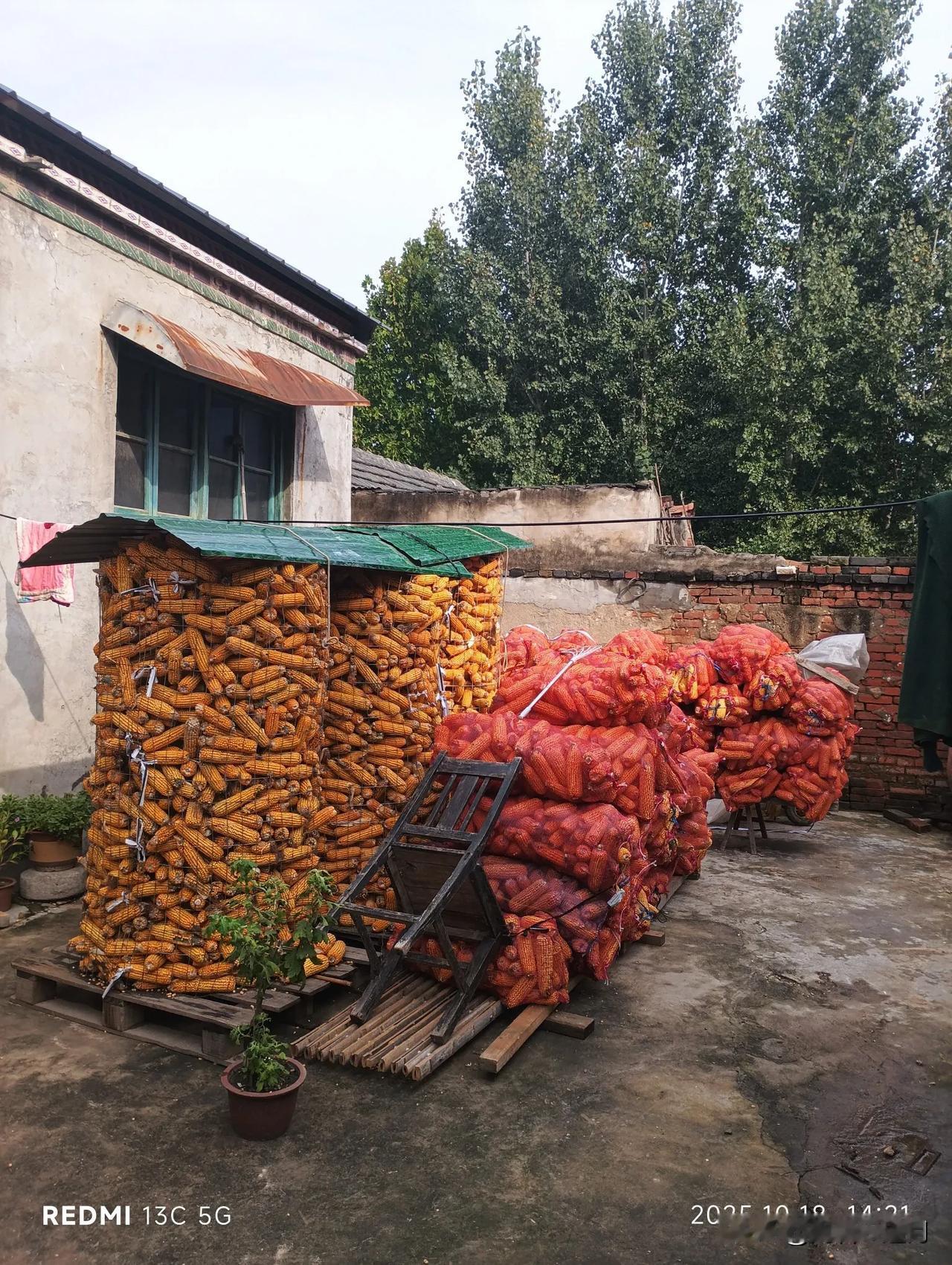 拼尽全力从泥窝里背出来的玉米棒子🌽因阴雨不断焐在家里多日，已有不少发霉生芽的，