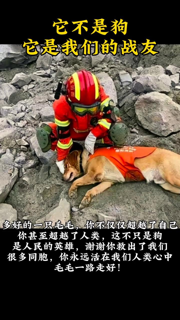 地震中一条搜救犬救出三十六人，当它再次进入到废墟中时发生了塌陷，不幸被压到被救出