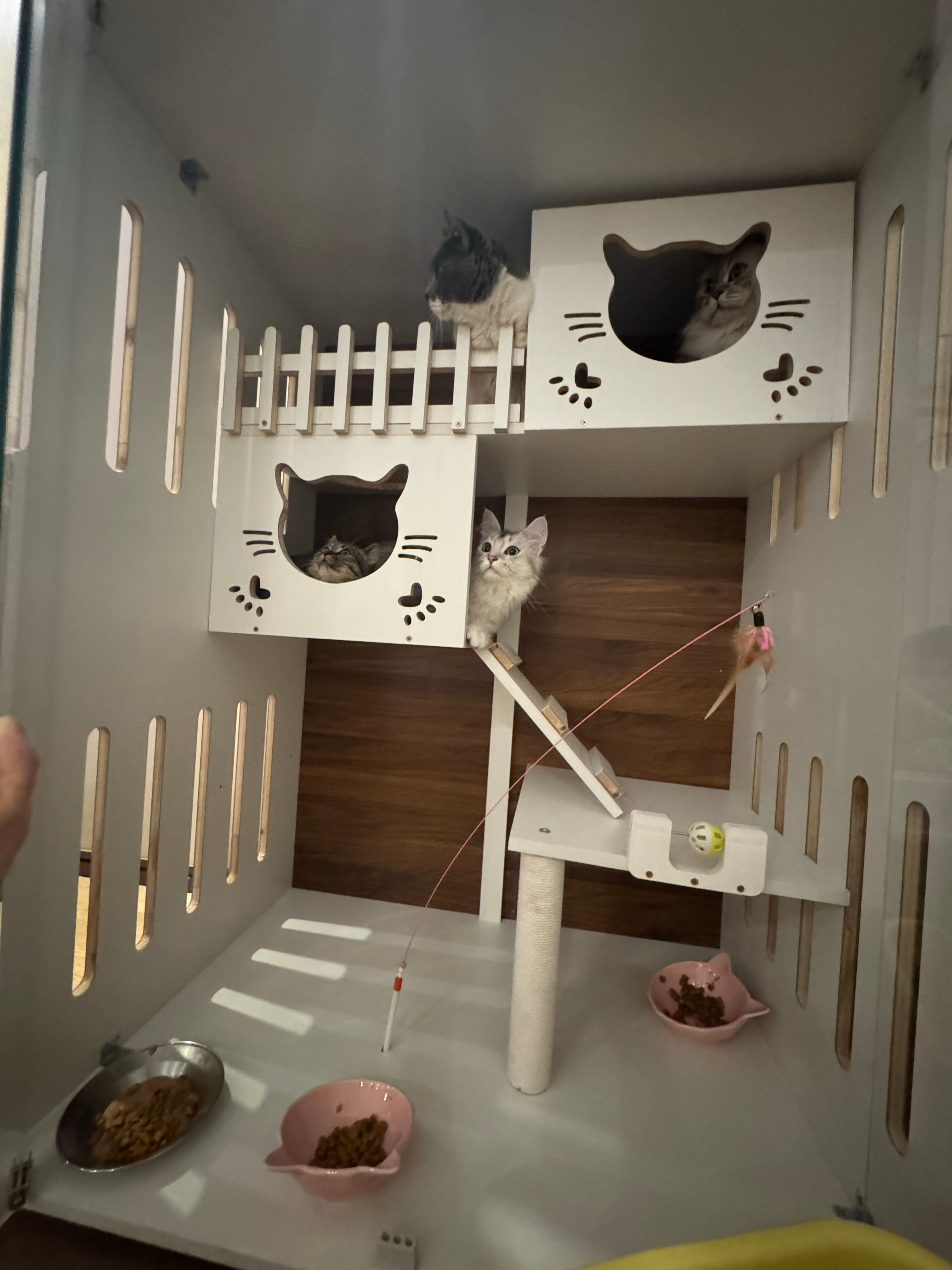 弄了个小小🐱屋目前四个崽正在housewarming中（懵逼Ing本来抱上床的