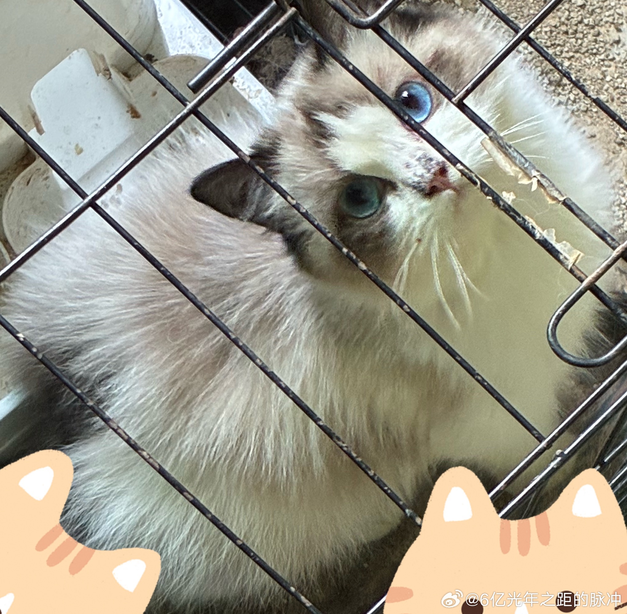一月份捡来治好的布偶现在长得好巨大简直猫猫车，颜值很高啊就是猫藓一直没治好马拉色