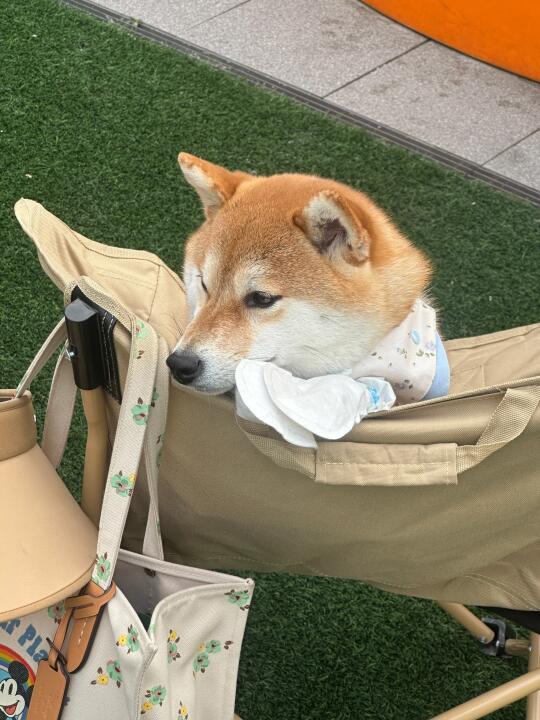 怎么会有这么乖的小狗