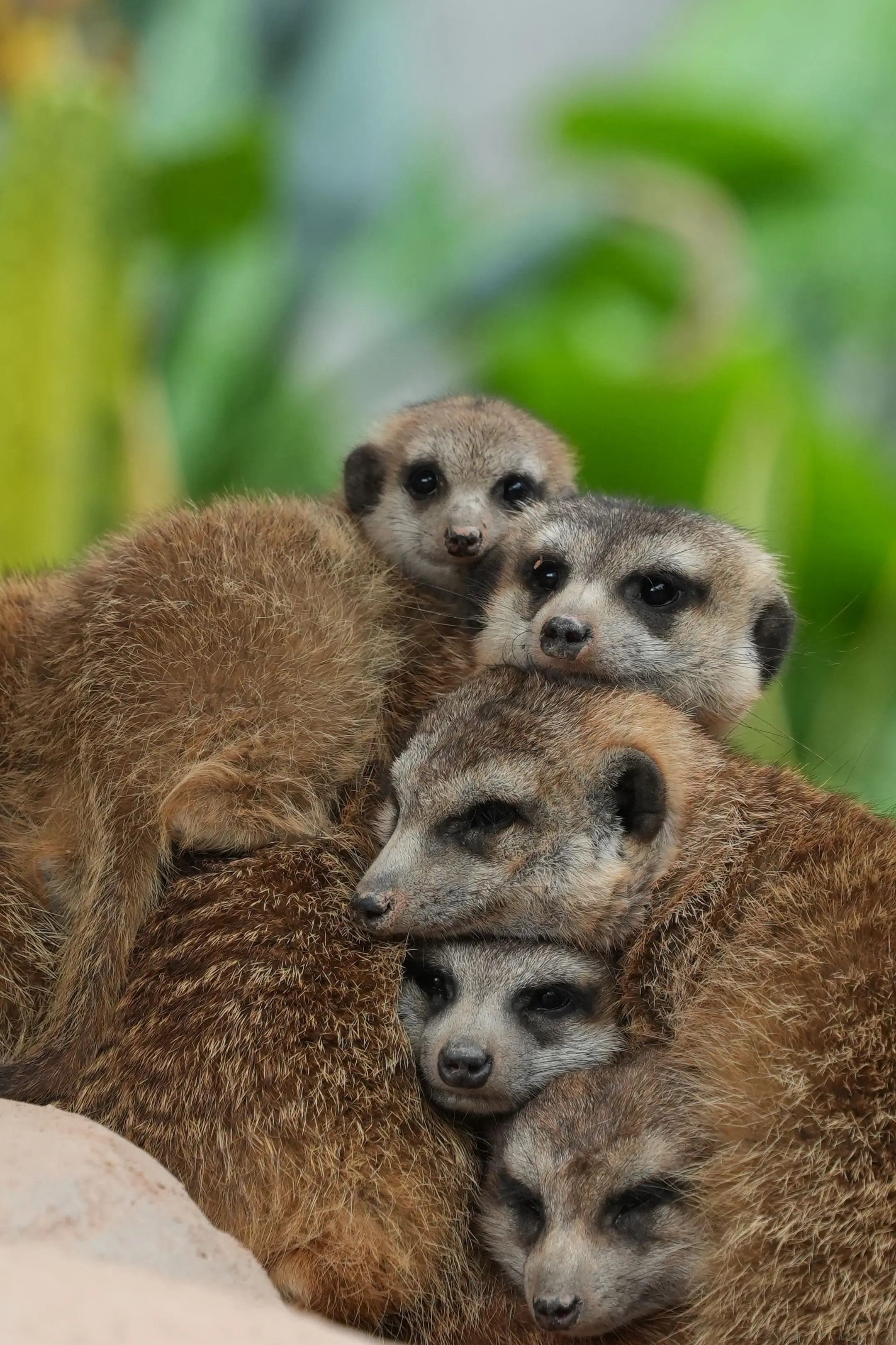 突然降温，冷得狐獴叠在一起取暖。（笑亖，都被压得脸变形了。）