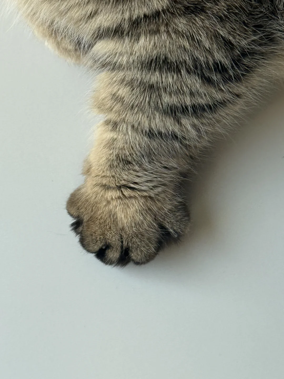 咪正向你伸出圆手～