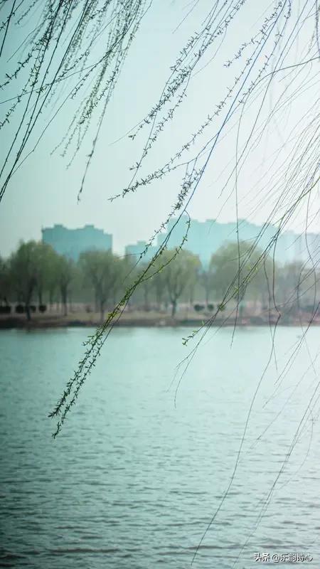 《湖畔春柳》乐韵诗心原创诗词:
垂丝万缕拂晴川，
嫩色初句染碧天。
浅草含烟人倚