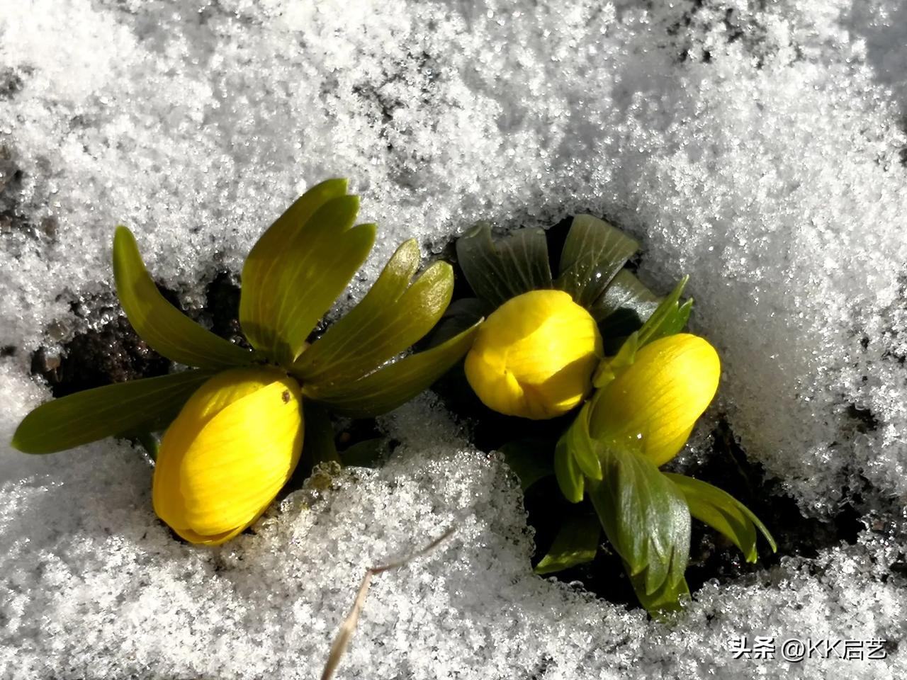 头脑意识中的北方冬天除了冰天雪地就是枝秃叶枯。
     这次冬天来到北方发现冬