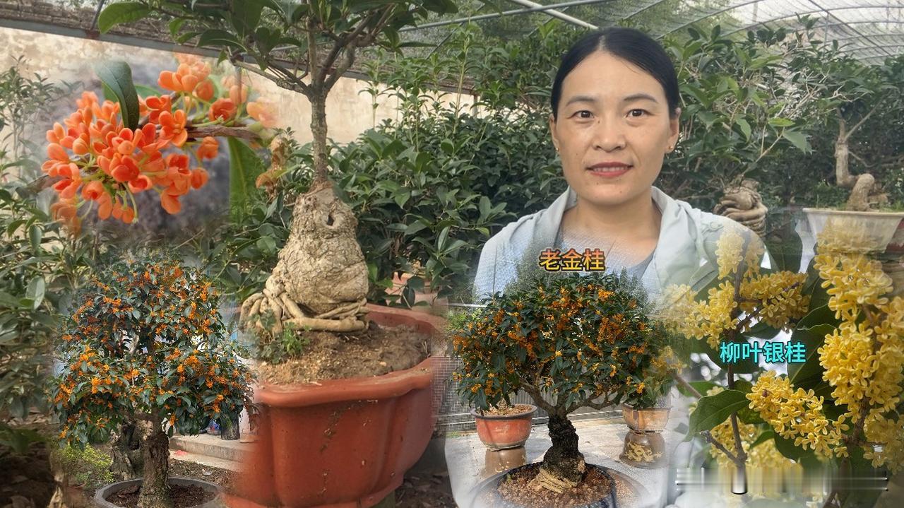我家的桂花为什么不开花不开花有好几种情况，有长势不旺盛的，有重剪过的，有树龄没达