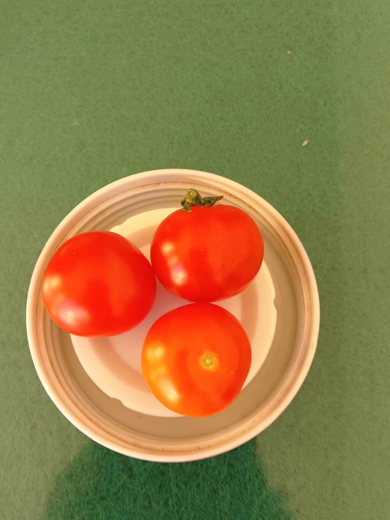 同事阳台花盆里结的柿子，今天拿办公室和我们大家共同分享她的劳动果果实。真的色香味