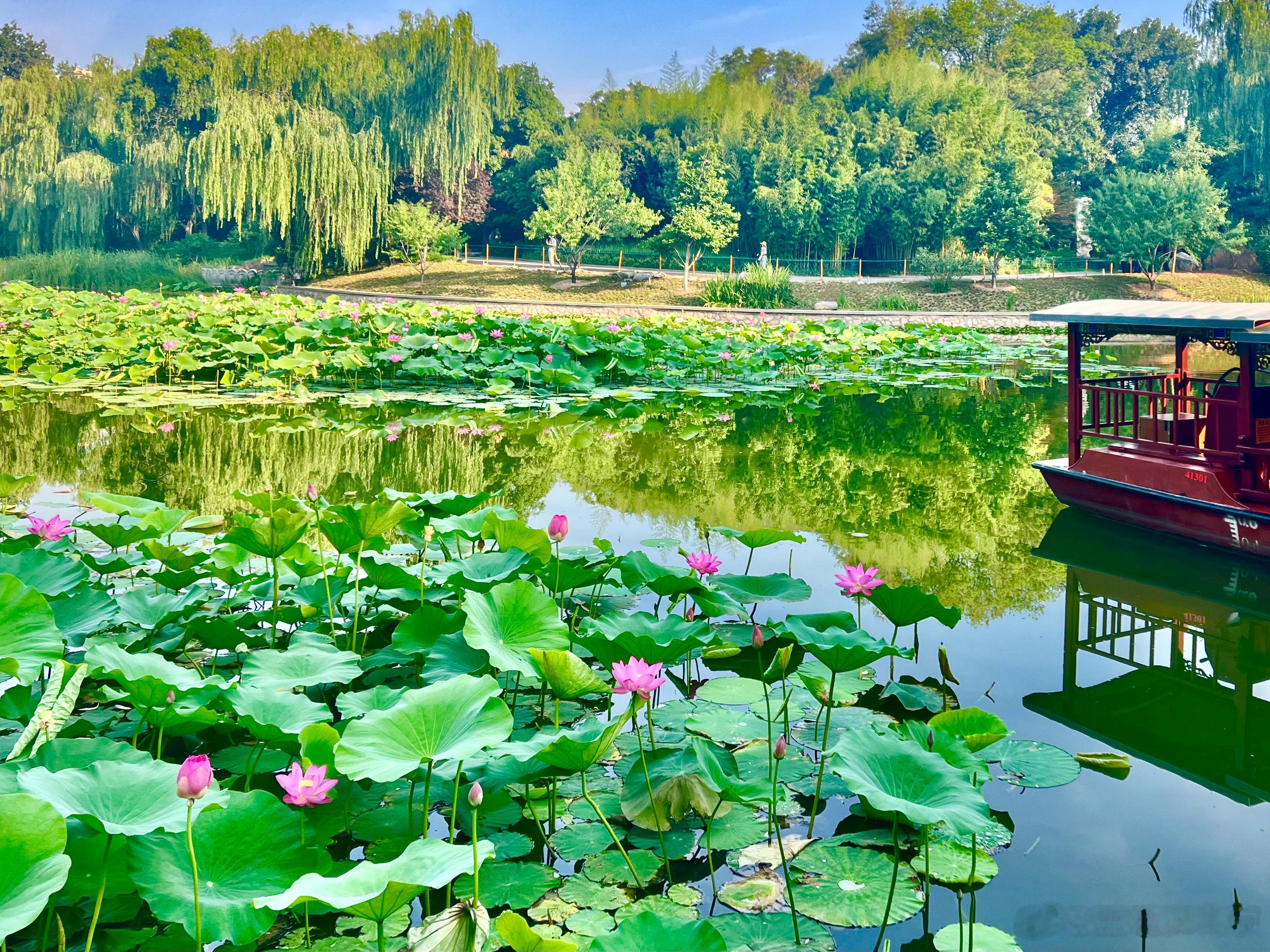 北京紫竹院公园 荷花开摄影​​​
