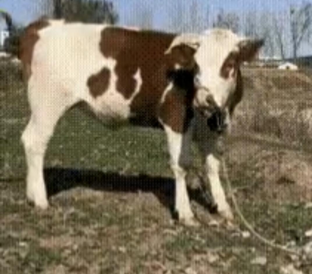 怀孕母牛被绑在村口
即将被杀，女子不忍心，
当时只觉得这头牛很可怜，找到牛主人花