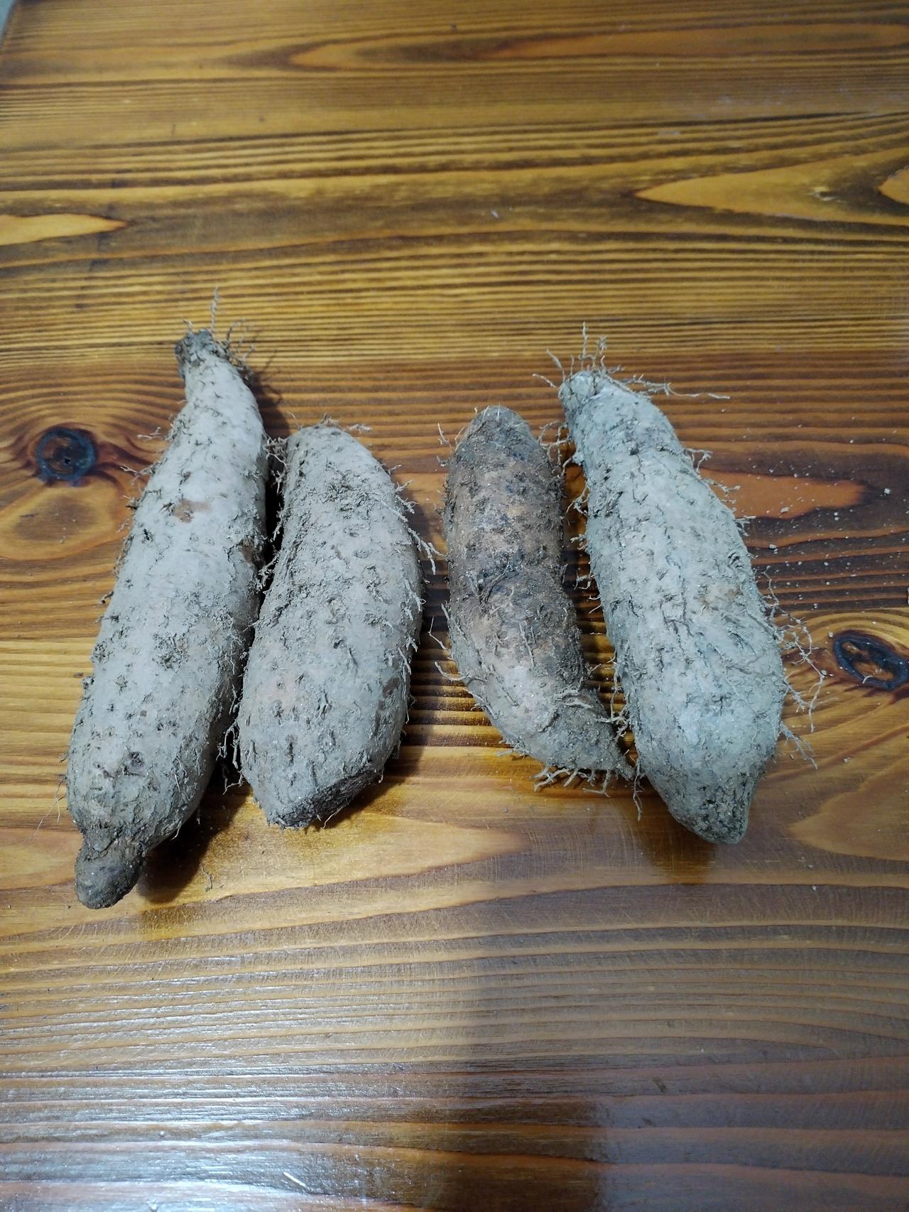 四根刚从“世界长寿之乡--浦北”淘挖出来的土疙瘩放在桌上。本人不知它叫什么名字？