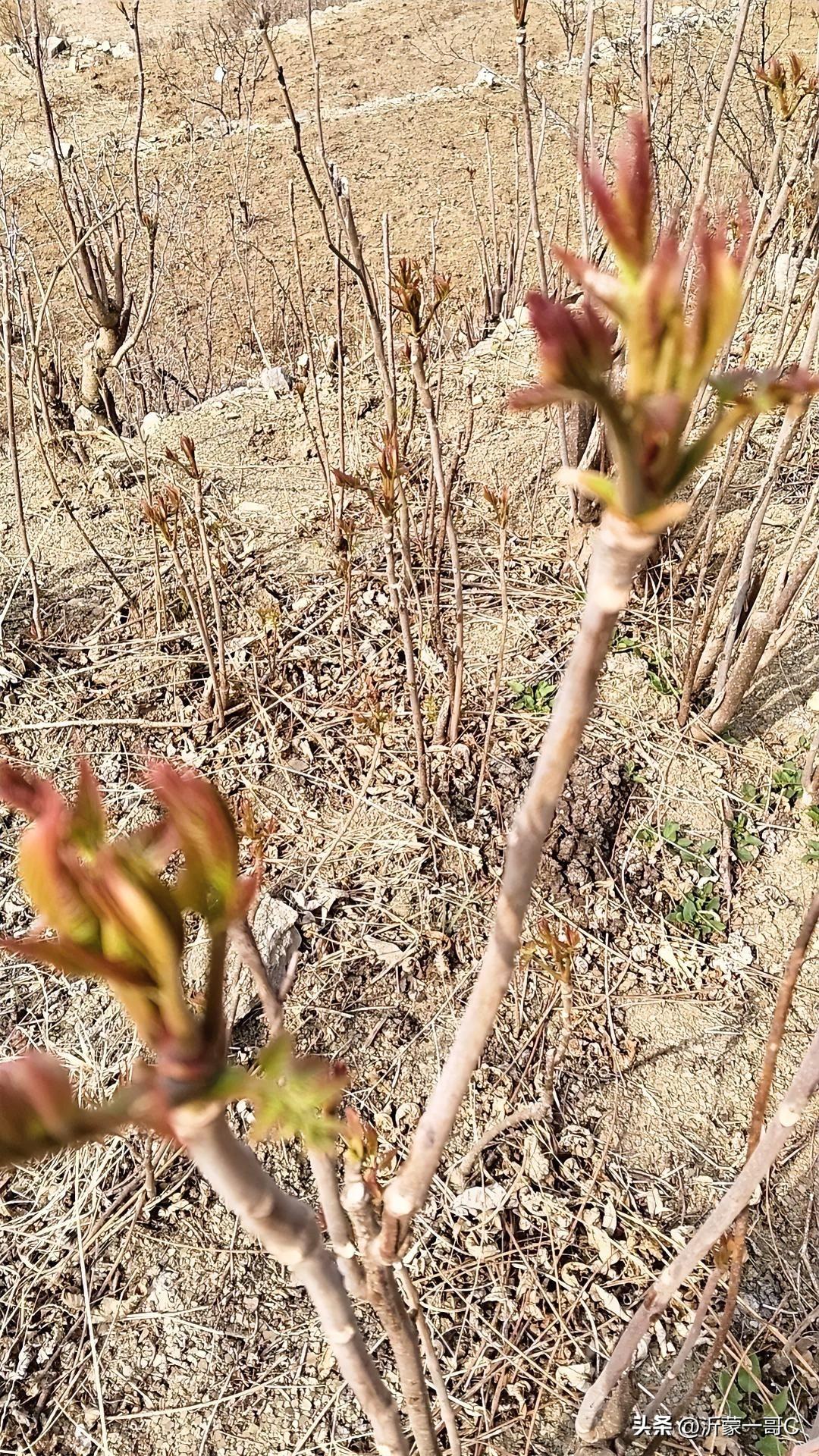 香椿好吃树难栽！春天沂蒙山复地的美食来了，这种美食可谓是美味香口，让人吃不够，可