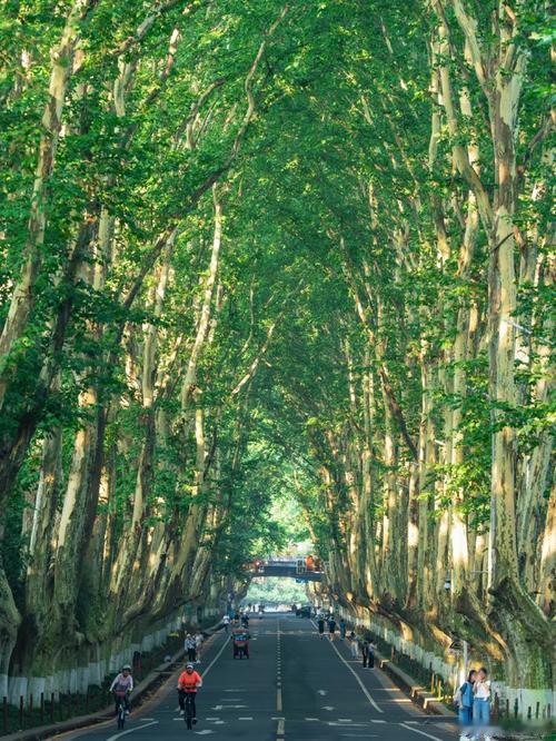 在春风里悄悄给自己种下了愿望的种子。无论是去一趟江南古镇、尝遍武汉的春日限定美食