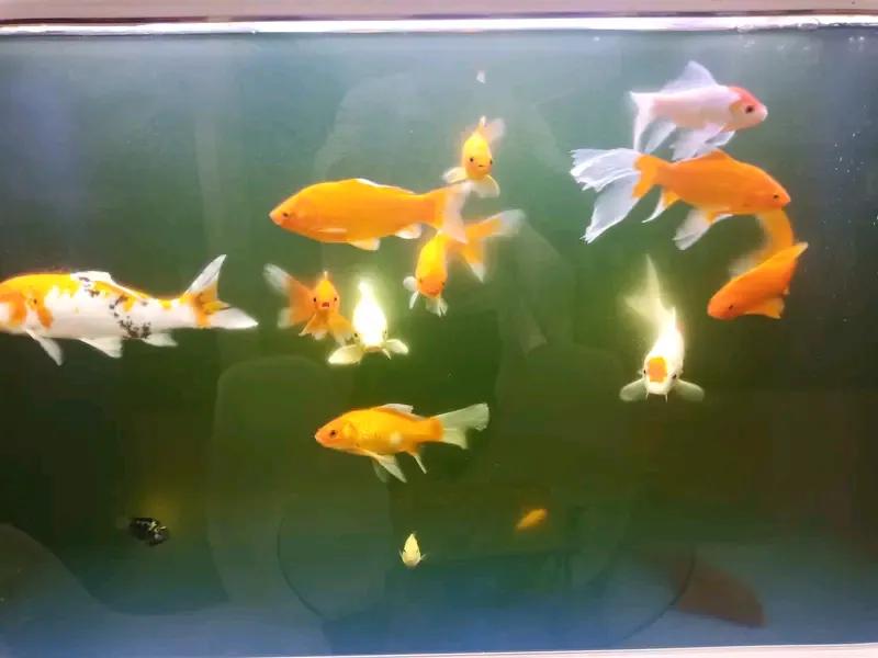 养鱼的最高境界解释
这个问题，我家里养鱼十几年不论是在成都上班家里养鱼，金鱼，草