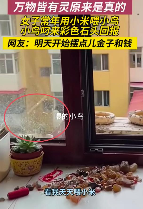 “万物皆有灵！”黑龙江，女子常年用小米喂小鸟，因为冬天她发现小鸟们觅食很困难，突