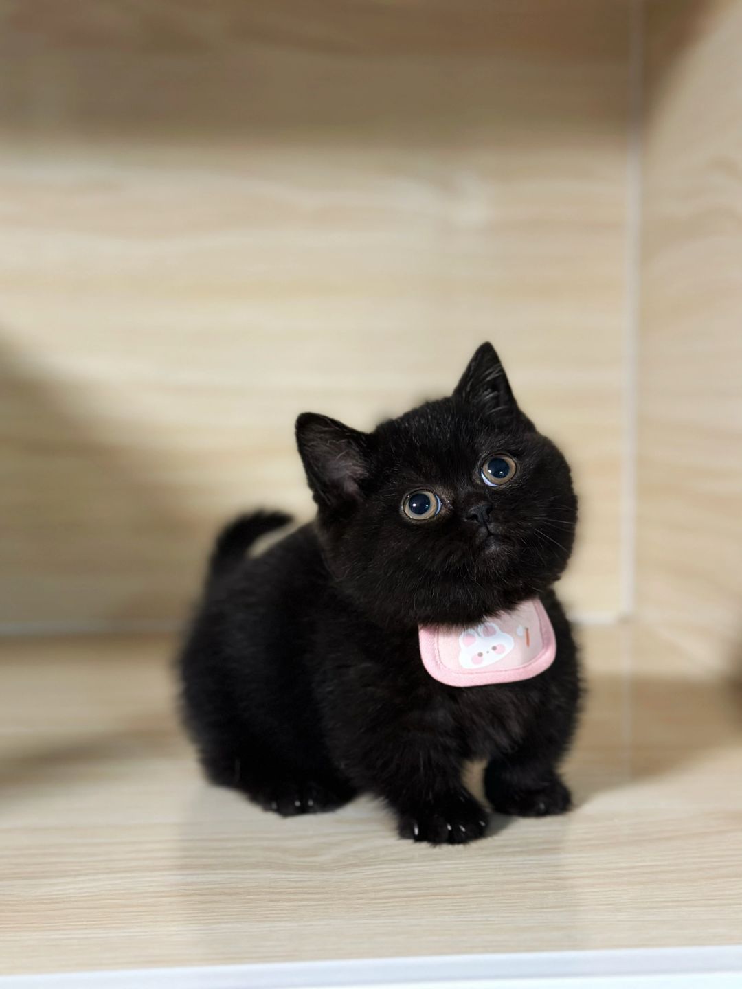 想抱多久都可以！纯黑矮脚猫