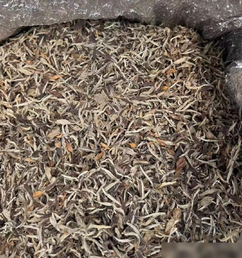 今天去大姑丈家买手工老白茶，碍于亲戚情面，我不好意思事先问价格，直接就要了三斤。
