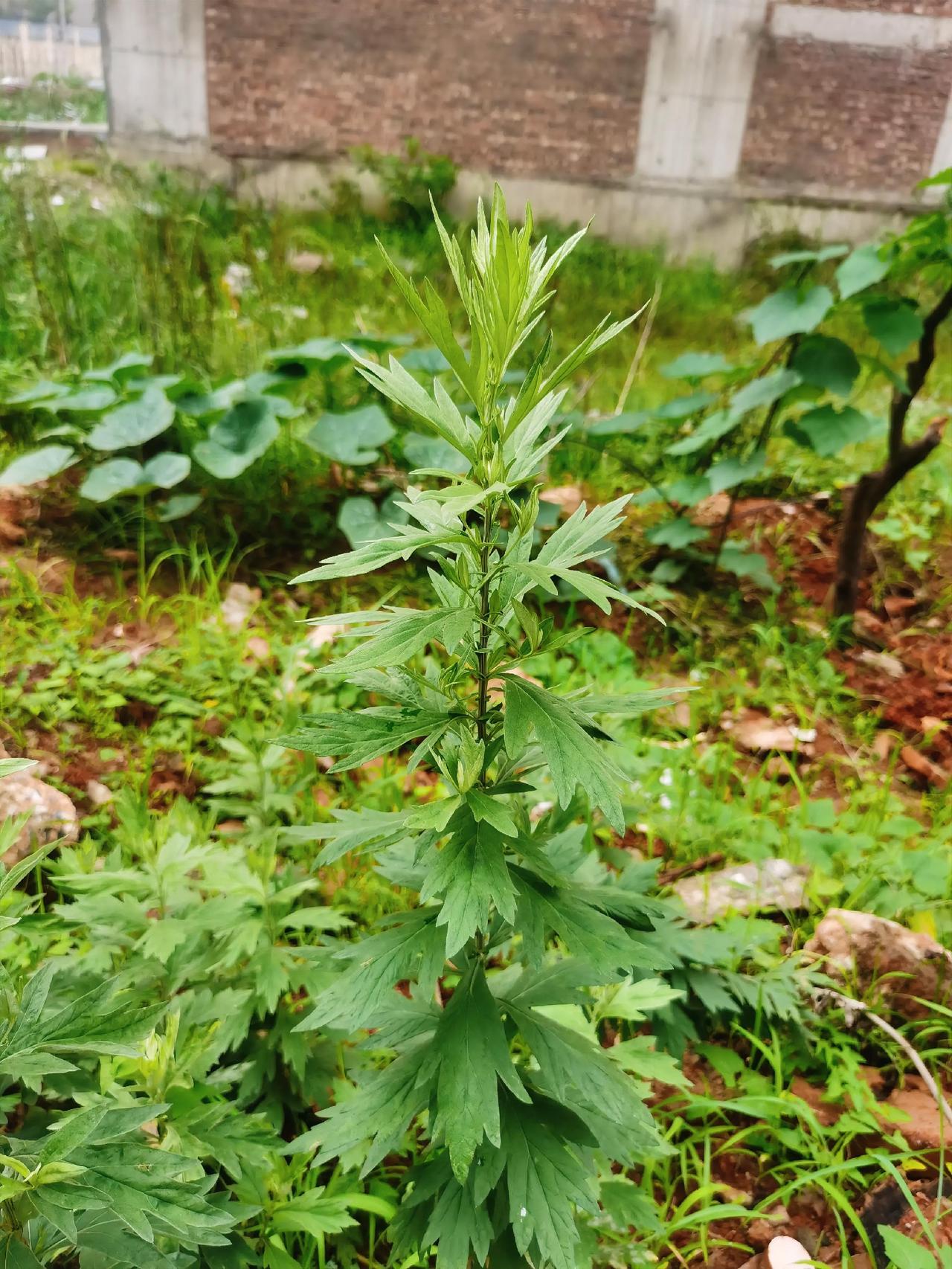 在路边，荒野随时可见，先认作为艾草，后来搜了搜才知道是野艾蒿，和艾草性质有点相同