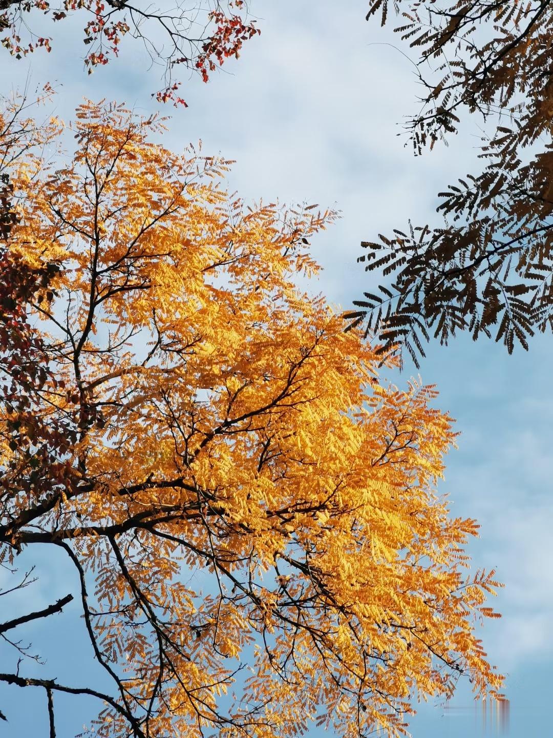 初冬时节，无患子、银杏、乌桕树把大院装点的像一幅幅绚丽的油画。#林溪一语# ​​