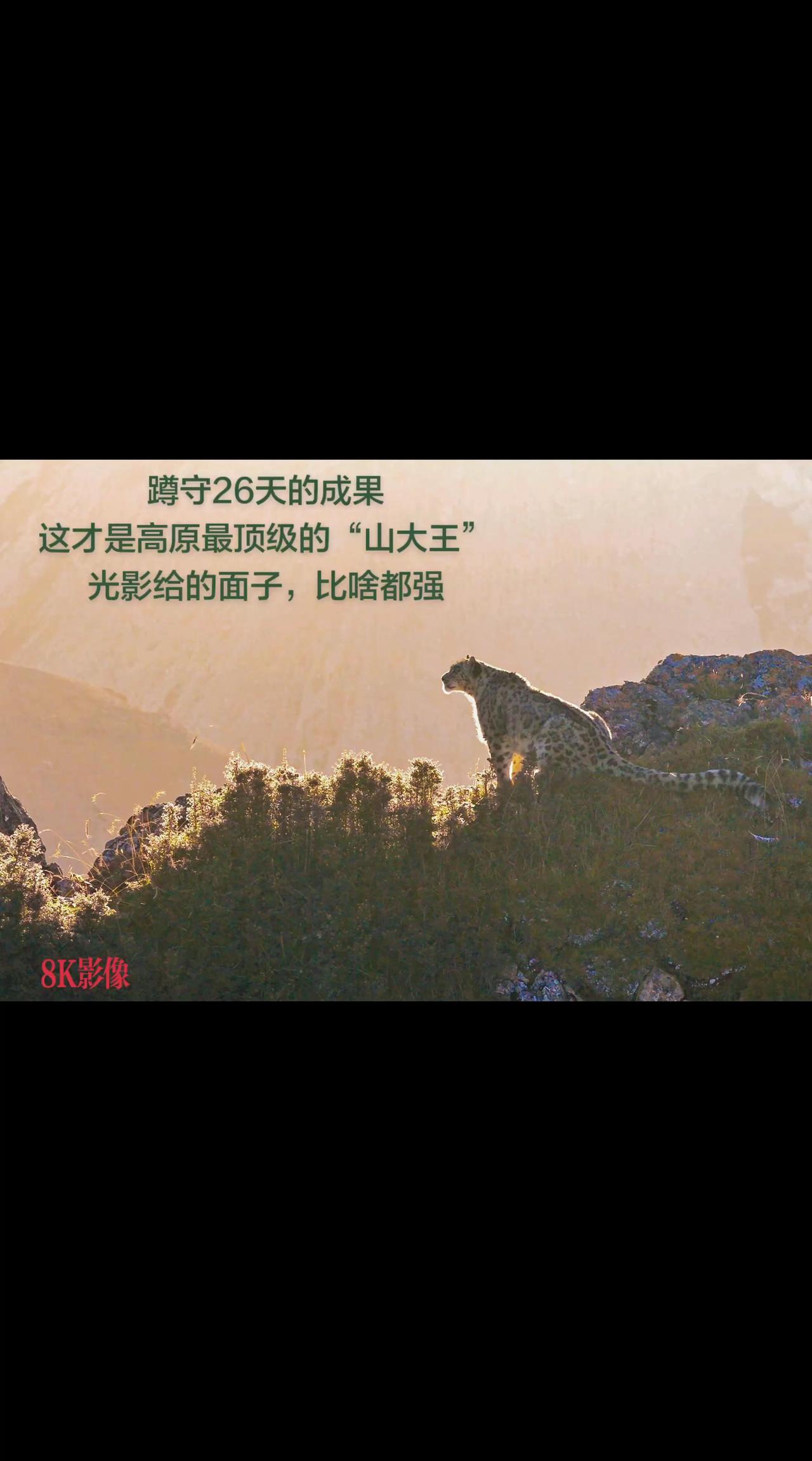 《沐浴在夕阳下》祁连山国家公园青海片区 雪豹野生动物 高原上的雪豹