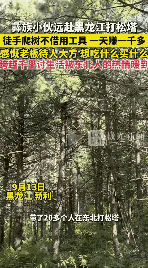  这种高空打松塔，一个月几万块，换作是你，你敢干吗？

黑龙江勃利打松塔，一天能