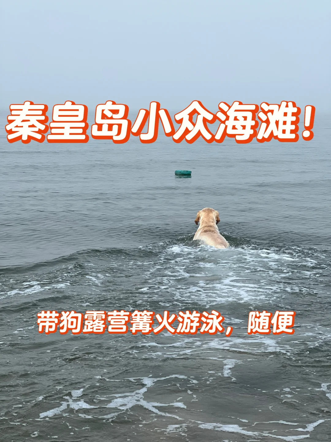 免费无人赶海篝火海滩！阿那亚北戴河平替