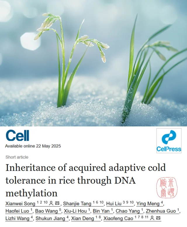 Cell重磅|用进废退or自然选择?水稻实锤证据