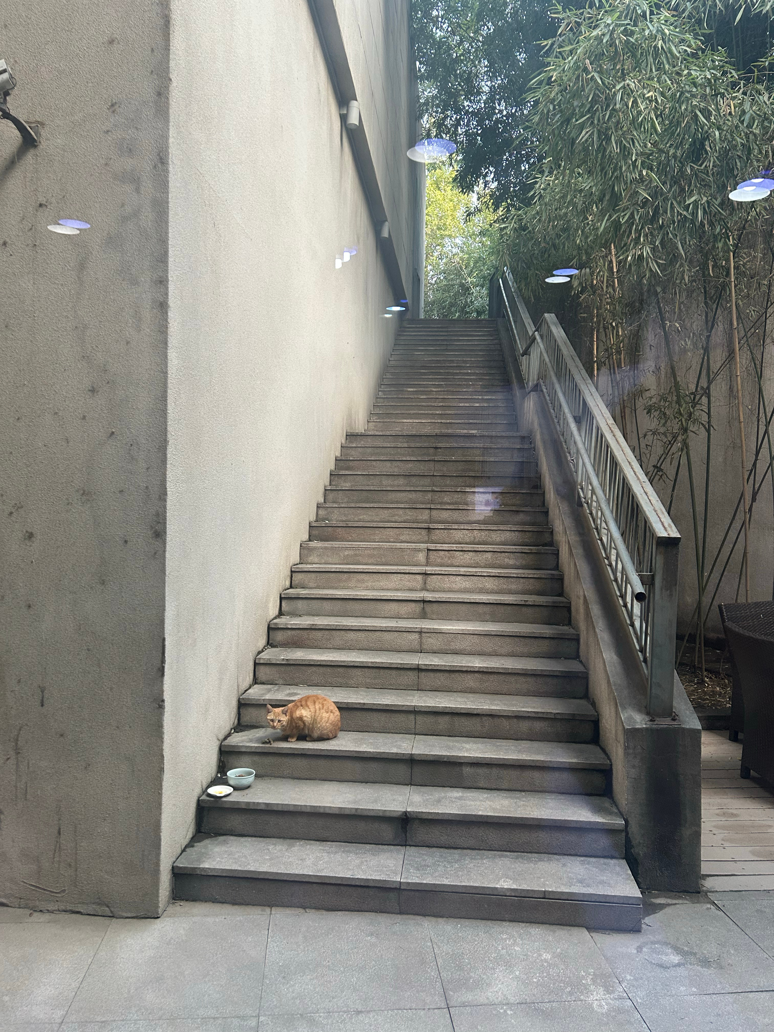 看到云南大学不幸去世的小橘子，就想起来每天来找我们喂食的小橘，好可怜啊[泪] ​