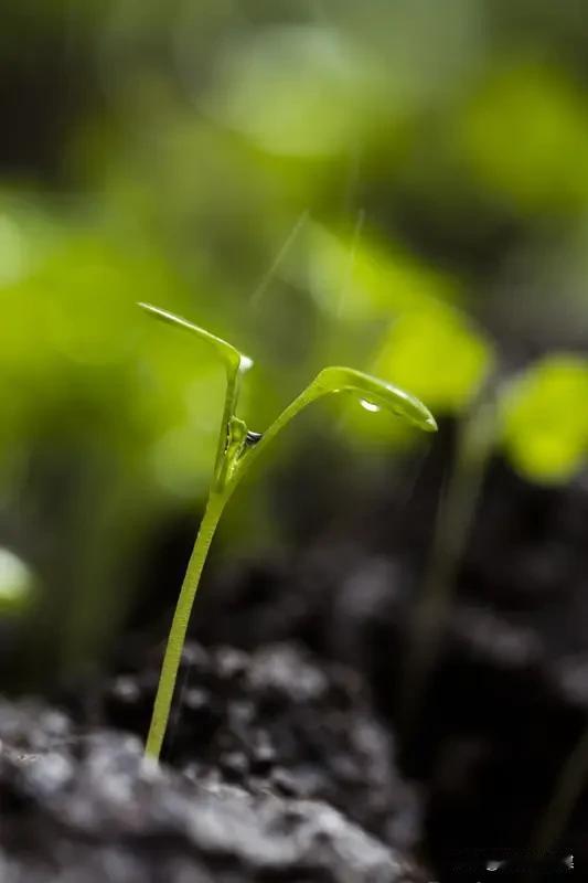 七律·丙午上巳日
闫润前(内蒙古)
时临夏日百花红，一夜黄尘蔽宇穹。
云暗天昏温