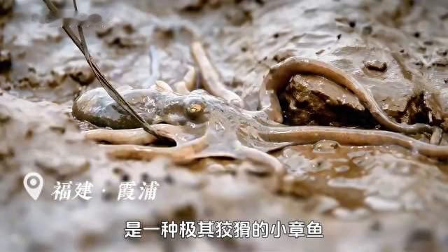 烤着吃、红烧吃都不算啥，这道米酒炖章鱼，才是大海真正的...