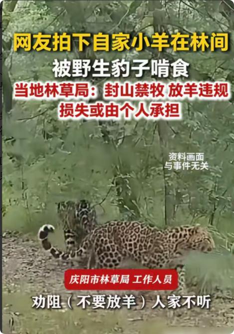 "活该！"甘肃庆阳，一男子赶着羊群去林区放羊，12只羊被野生豹子逮到，按地上啃食