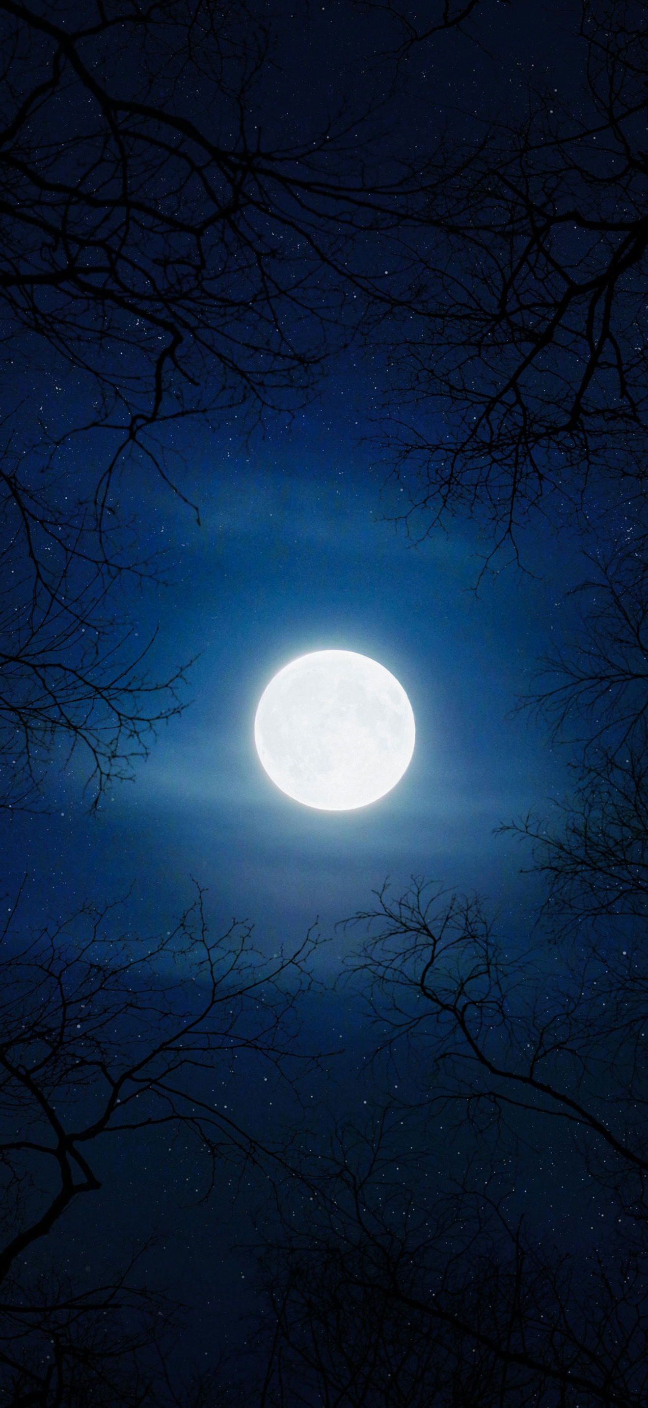 月亮🌕 