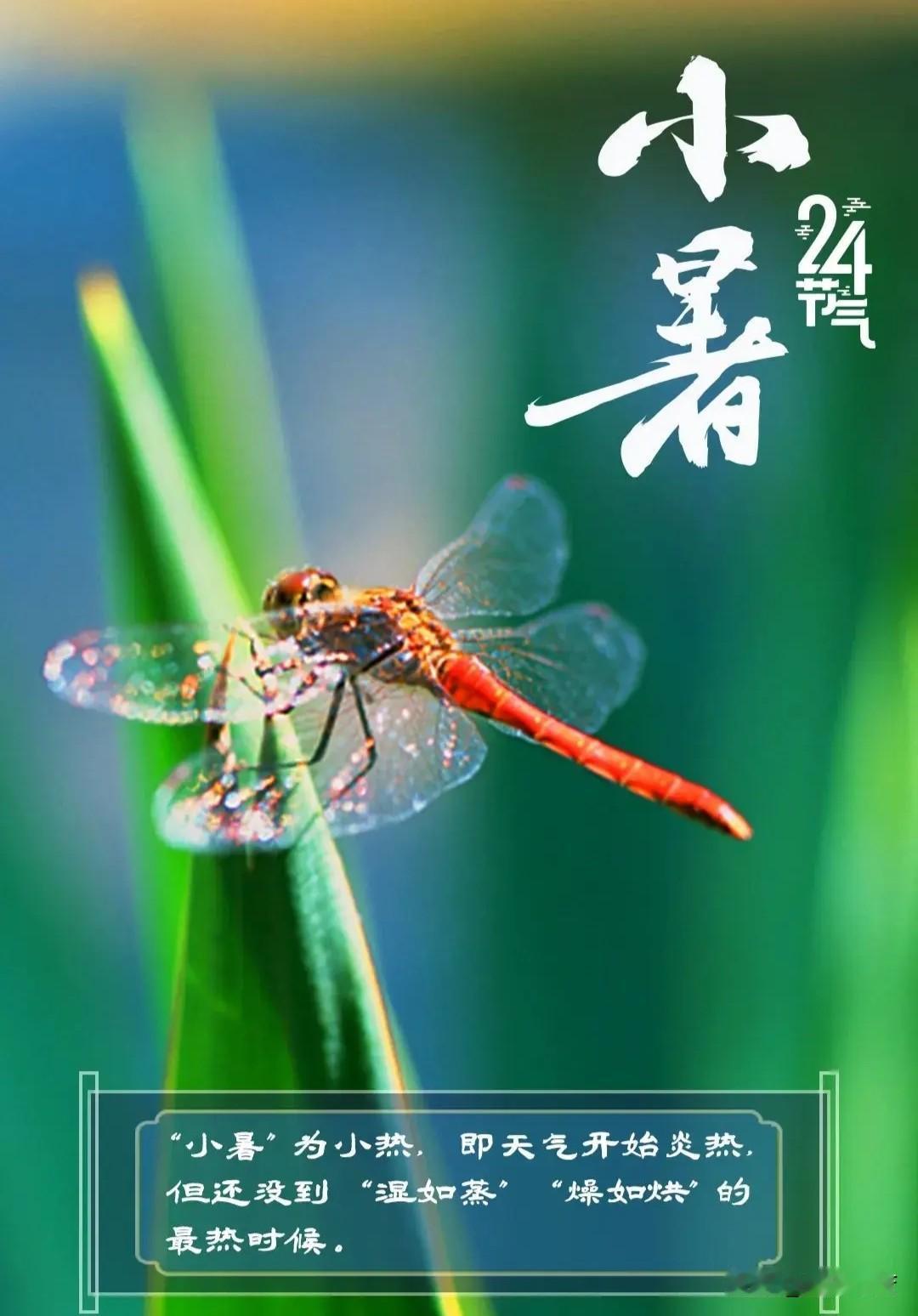 小暑

     ——海之般若

天地辽阔，一颗小小的心
在夏日的热浪里翻涌
酷