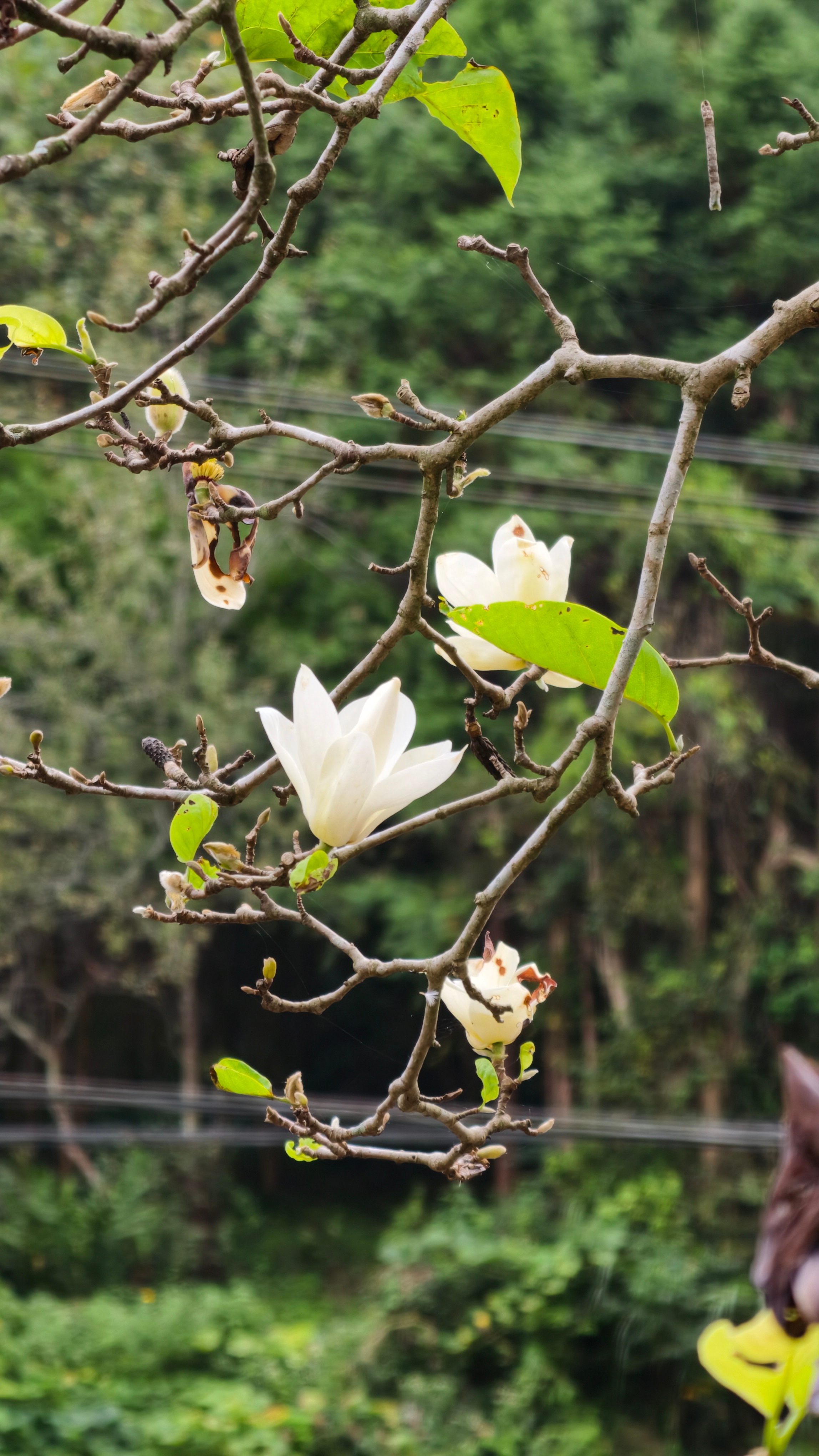 【反季节花卉】白玉兰，你是这个季节该开的吗？前段时间温度降了些，这两天秋老虎，白