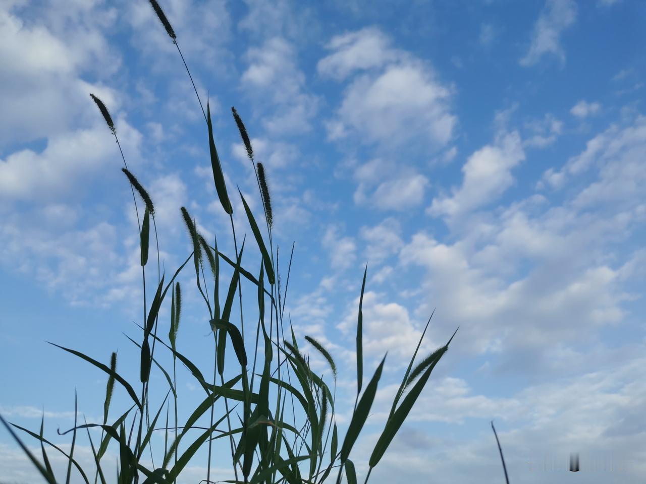 我是一个在头条混日子的中老年妇女，目前状态是这样的——

微老：
虽然不年轻了，