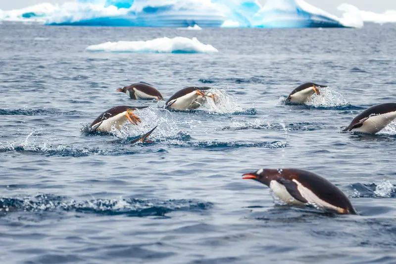 表情包界风云变幻，要说新贵轮到企鹅，还真有点盼头。企鹅形象憨态可掬，自带萌感，很