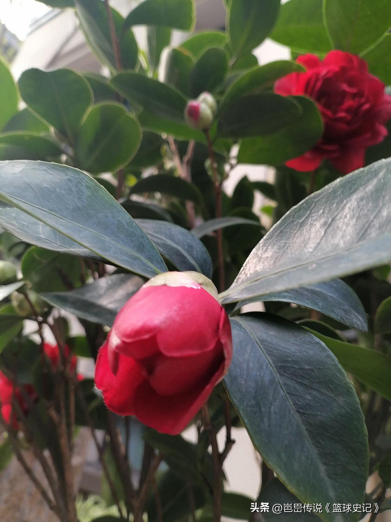 分享一张拍摄的花