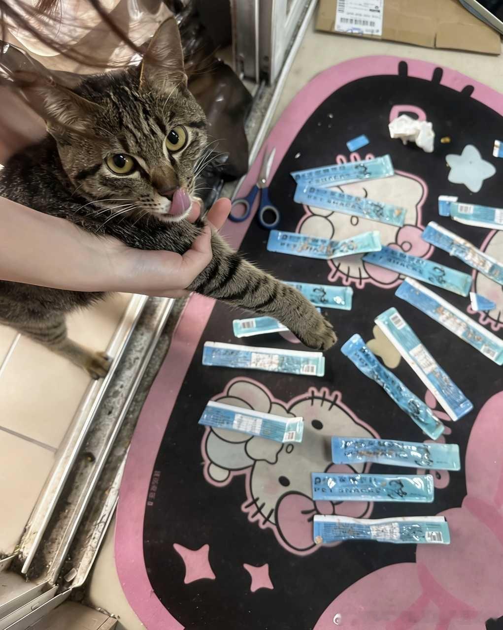 49835【此猫】趁人不在吃上了猫条自助餐