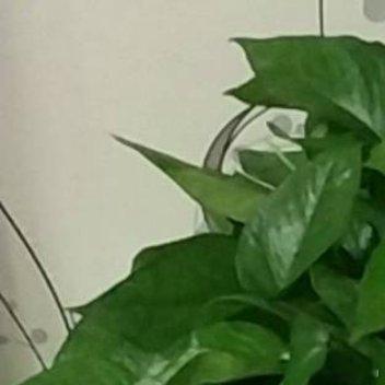 绿萝是一种室内装饰植物，在家里栽上一盆绿萝，任其茎蔓从容下垂，宛如翠色浮雕，既能