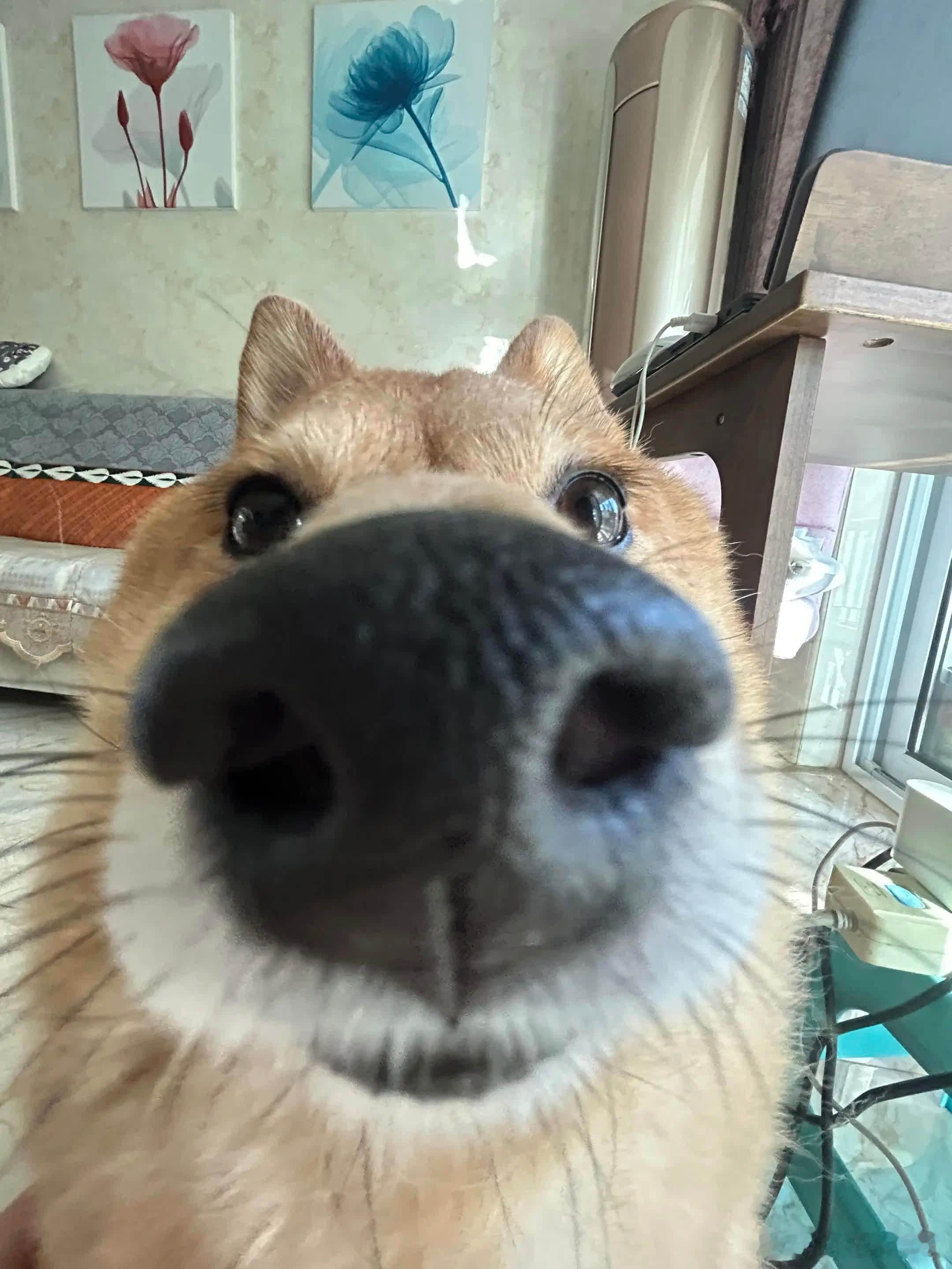 哥问你 你是不是喜欢哥。其实哥也喜欢你萌宠宠物