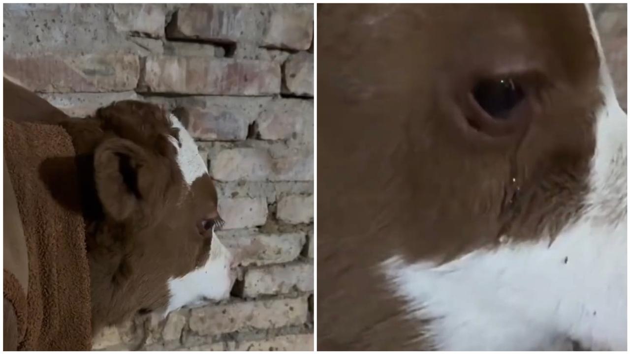 宁夏吴忠马先生家的小牛，母牛产后三天就走了，喂完奶后，小牛独自站在妈妈以前待过的